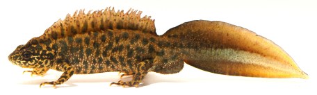 T.ivanbureschi_Cerkezköy