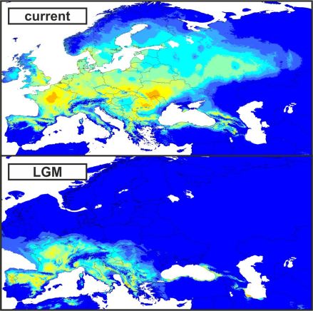 These ecological niche models show area predicted suitable for T. cristatus nowadays (top) and at the height of the last glacial period, the Last Glacial Maximum (c. 21,000 years ago).