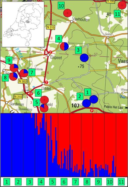 This figure shows the study area with eleven studied ponds (above) and the genetic composition of twelve individuals sampled for each pond (below). From pond 1 to 11 the proportion of genetic material of the invasive T. carnifex (blue) decreases, whereas that of the native, threatened T. cristatus (red) increases. The top panel also shows the distribution of mitochondrial DNA in the ponds (using the same color scheme); note that it underestimates the spread of T. carnifex.