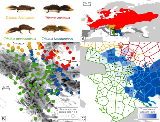 18 Enclave newts.jpg