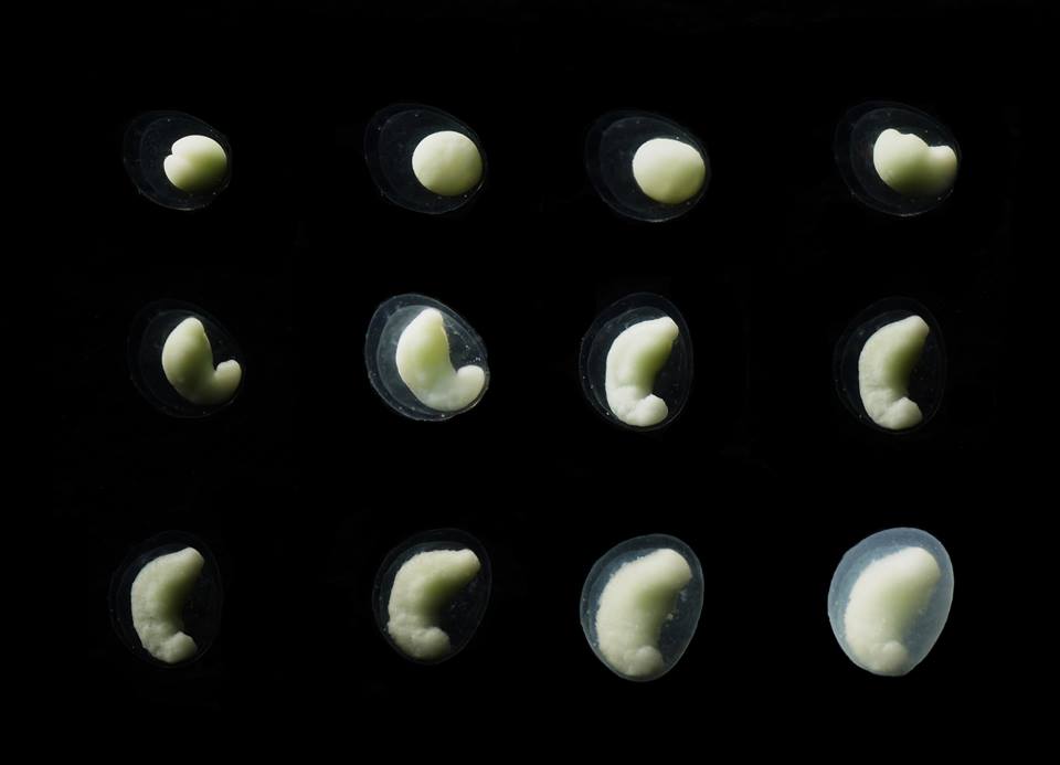 ERC - Fahrbach arrest