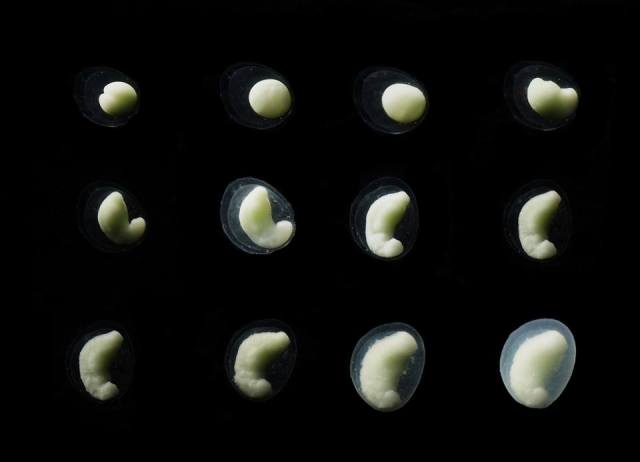 ERC - Fahrbach arrest