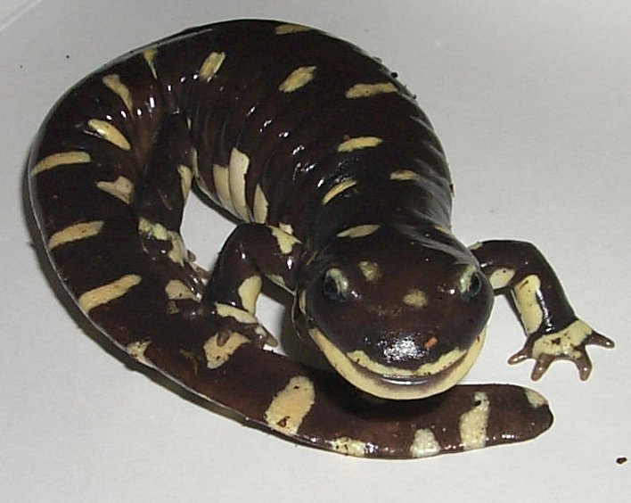 36 A. californiense curled pose