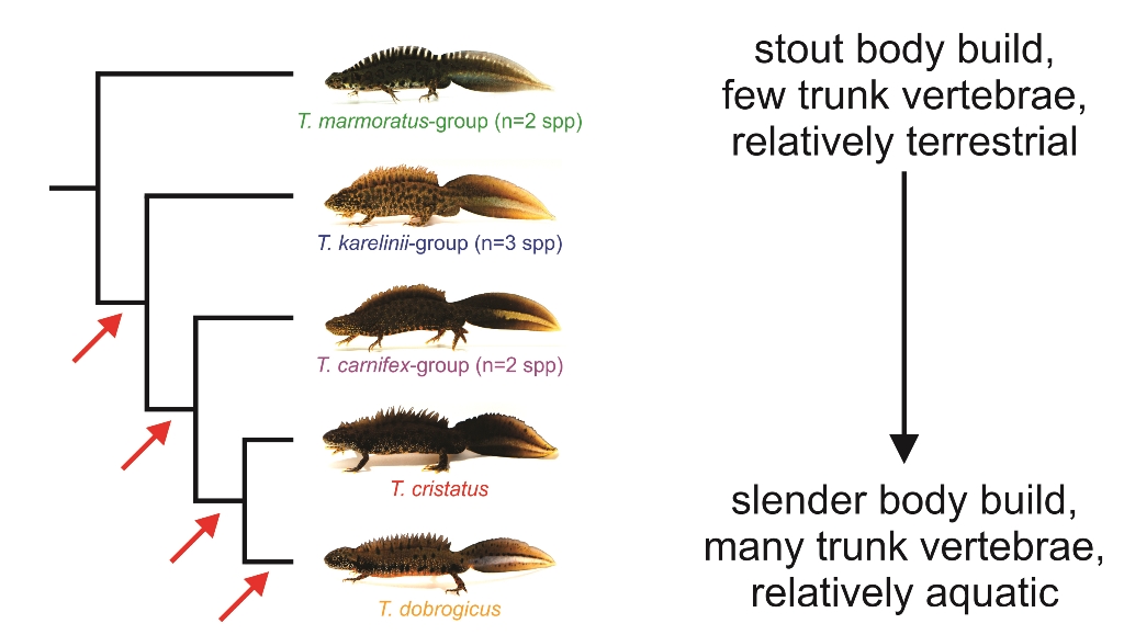36 seqcap phylogeny.jpg