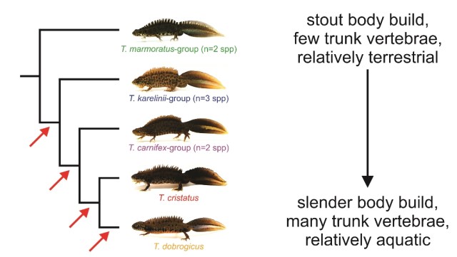 36 seqcap phylogeny.jpg